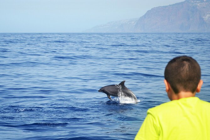 VipDolphins Luxury Whale Watching - Sea conditions, comfort, and practical planning
