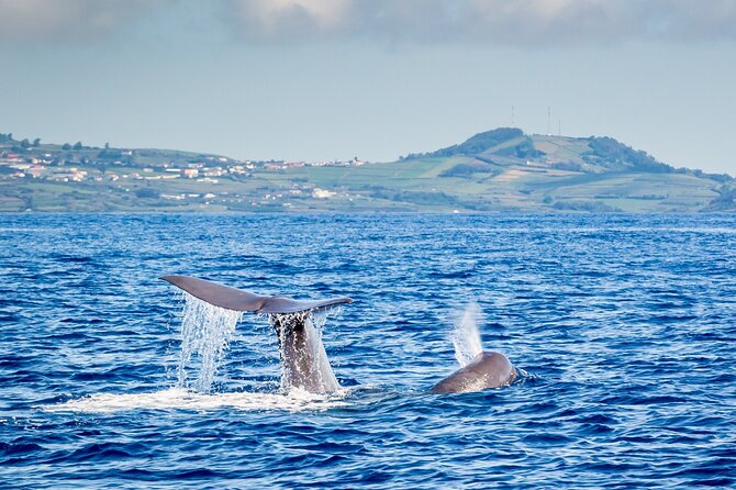 Watching whales and dolphins on Terceira Island - Why Terceira is a smart place for whale watching