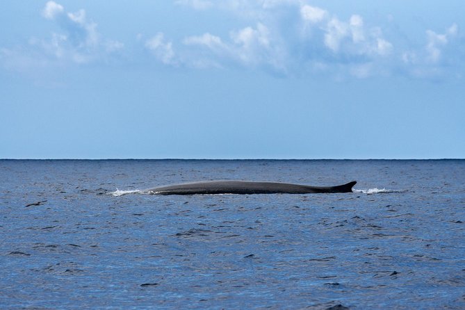 Watching whales and dolphins on Terceira Island - How the spotter changes the search
