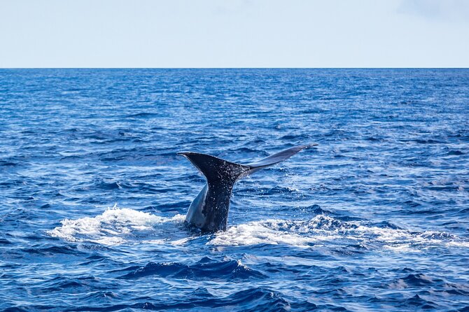 Watching whales and dolphins on Terceira Island - What the three-hour outing feels like
