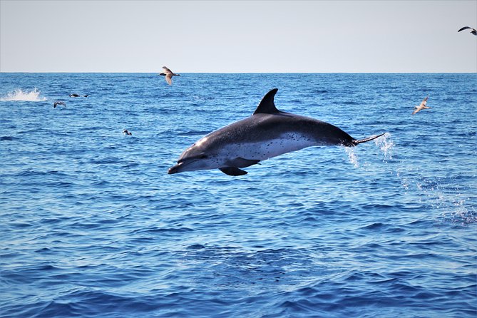 Watching whales and dolphins on Terceira Island - The guide makes the difference during slow moments