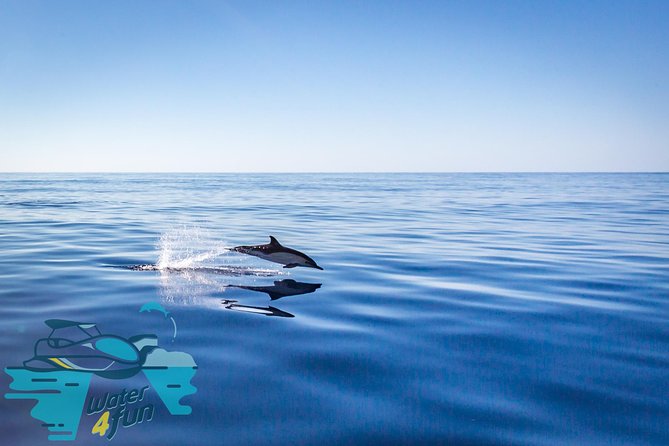 Watching whales and dolphins on Terceira Island - Is $78.64 a fair price?