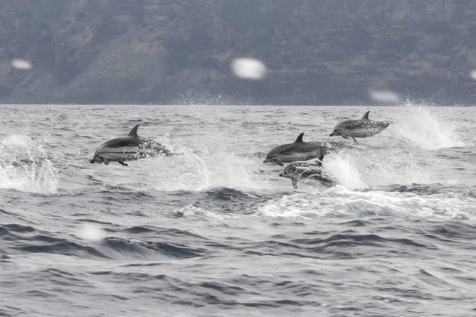 Watching whales and dolphins on Terceira Island - Weather, sea conditions, and the sighting guarantee