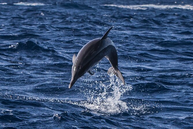 Watching whales and dolphins on Terceira Island - Meeting the boat in Angra do Heroísmo