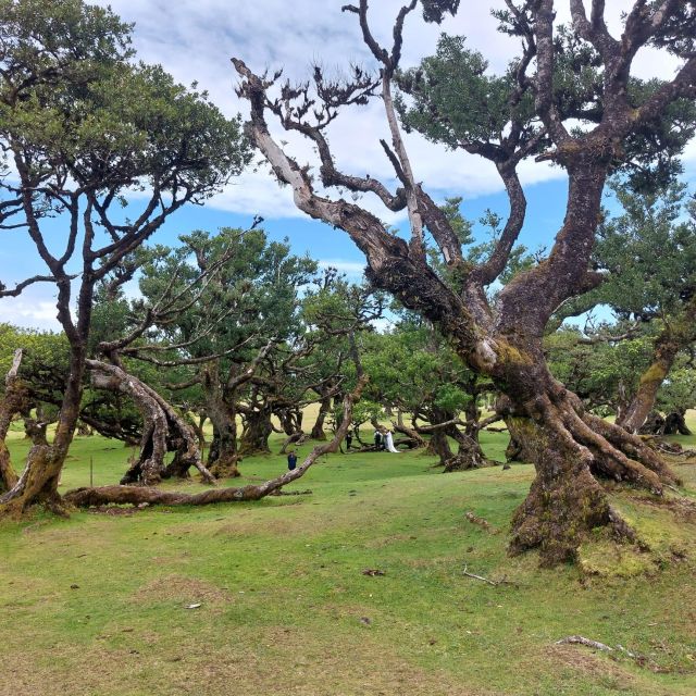 West Madeira:, Laurel Forest, Waterfall, Rock Pools, Walk - Key points at a glance
