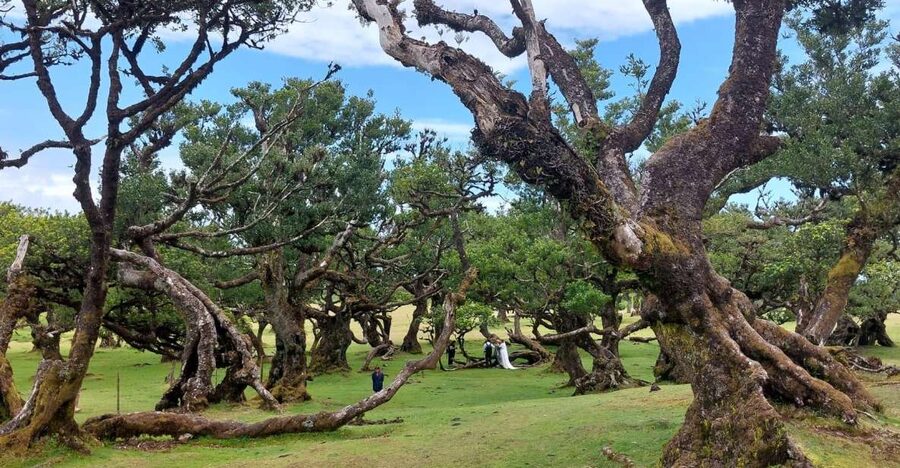 West Madeira:, Laurel Forest, Waterfall, Rock Pools, Walk - Cabo Girão and the €2 glass skywalk