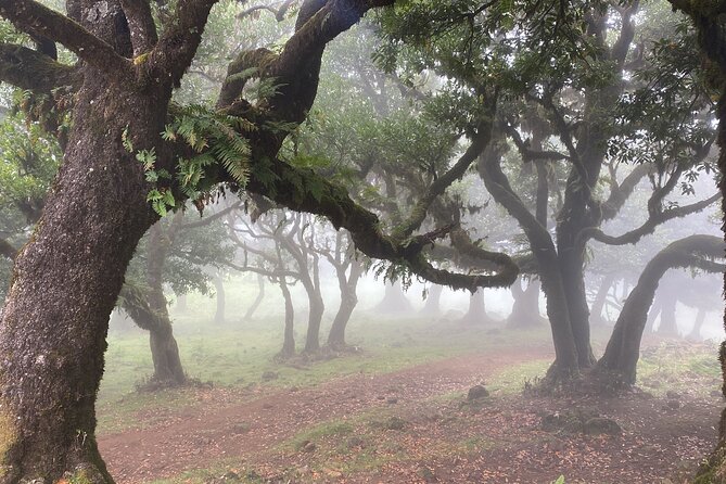 West Side Private Full Day Tours around Madeira Island - What the private guide adds to the day