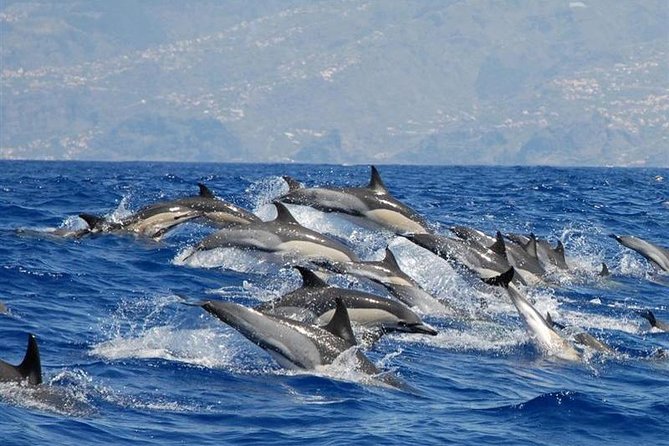 Whale and Dolphin Watching in Calheta, Madeira Island - Key points to know before you book