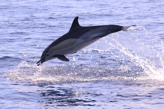 Whale and Dolphin Watching in Calheta, Madeira Island - Leaving Calheta Marina for the Atlantic