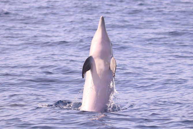 Whale and Dolphin Watching in Calheta, Madeira Island - Dolphins are the most likely reward