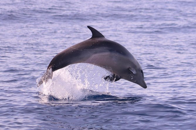 Whale and Dolphin Watching in Calheta, Madeira Island - What whale sightings really mean