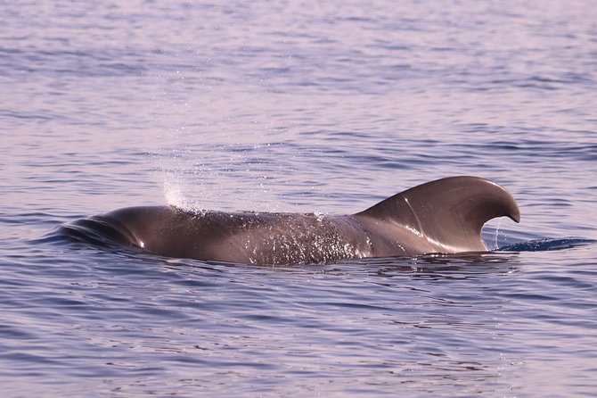 Whale and Dolphin Watching in Calheta, Madeira Island - A guide-led trip with a conservation-minded tone