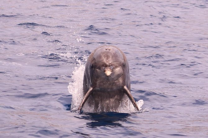 Whale and Dolphin Watching in Calheta, Madeira Island - Weather, motion sickness, and what to wear