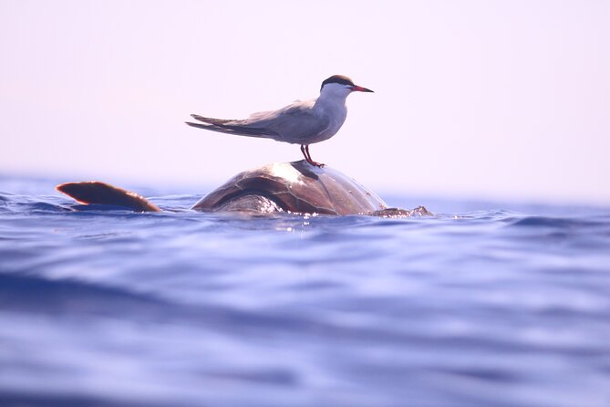 Whale and Dolphin Watching in Calheta, Madeira Island - Is $72.56 good value for two hours?