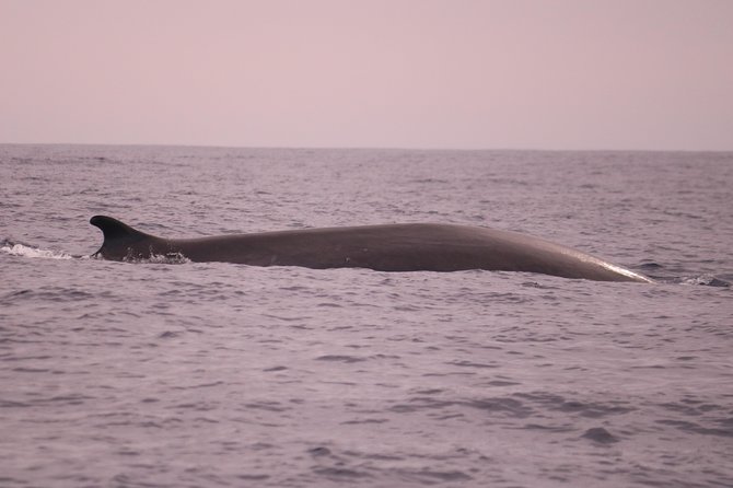 Whale and Dolphin Watching in Calheta, Madeira Island - Getting to Calheta from Funchal