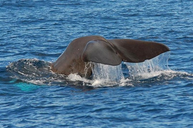 Whale and Dolphin Watching in Calheta, Madeira Island - How the land spotter finds moving wildlife