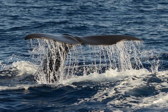 Whale and Dolphin Watching in Pico Island - Half Day - Key points to know before you book