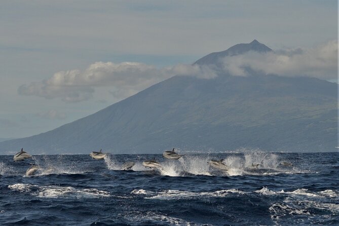 Whale and Dolphin Watching in Pico Island - Half Day - A fast Zodiac ride along the Pico coast