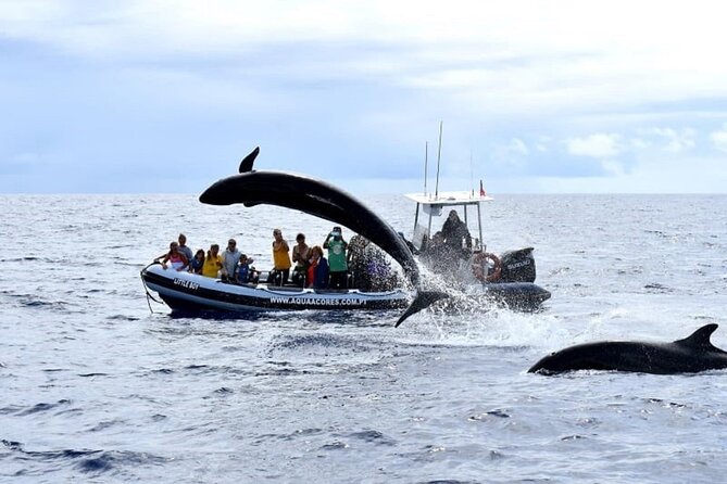 Whale and Dolphin Watching in Pico Island - Half Day - Who will enjoy this most?