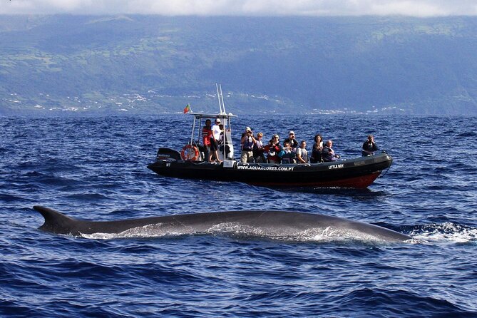 Whale and Dolphin Watching in Pico Island - Half Day - Booking, cancellation, and weather details