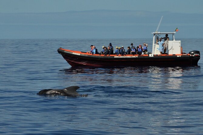 Whale and Dolphin Watching in Pico Island - Half Day - What you may see beyond the harbor