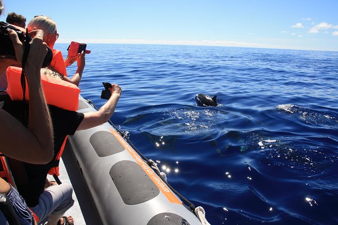 Whale and Dolphin Watching Tour from Funchal - Leaving Funchal with a clear purpose