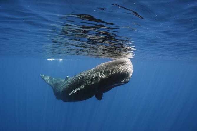 Whale and Dolphin Watching Tour from Funchal - Dolphins, whales, and the value of patience