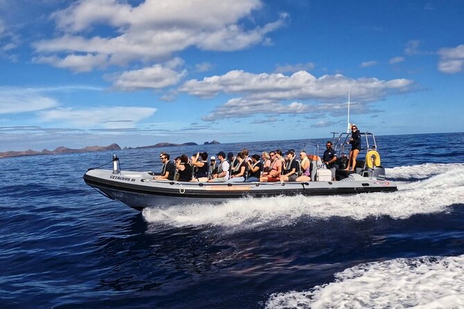 Whale and Dolphin Watching Tour from Funchal - Snorkelling and the swimming question