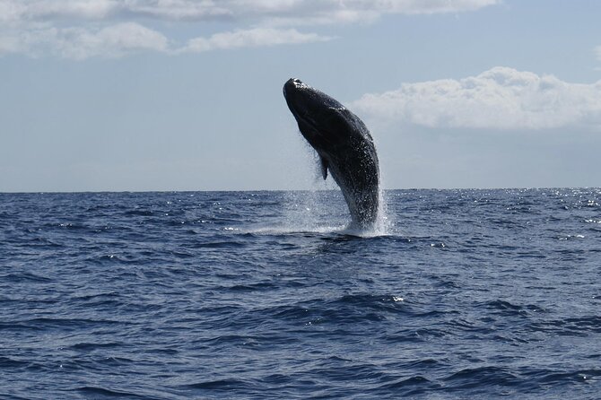 Whale and Dolphin Watching Tour from Funchal - A respectful way to see Madeira’s sea life