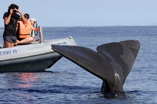 Whale and Dolphin Watching Tour from Funchal - Who will get the most from this tour