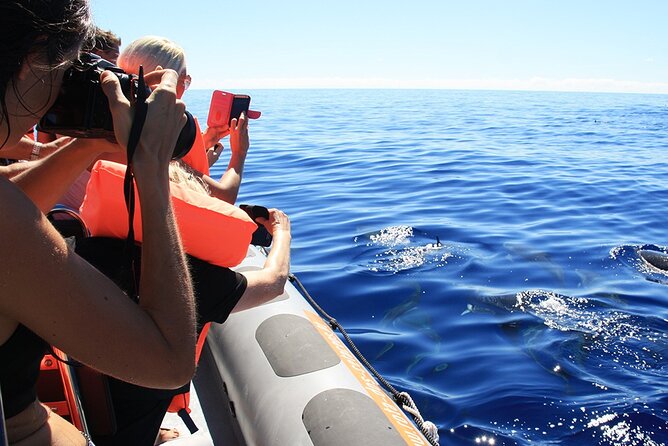 Whale and Dolphin Watching Tour from Funchal - Timing, cancellation, and planning advice
