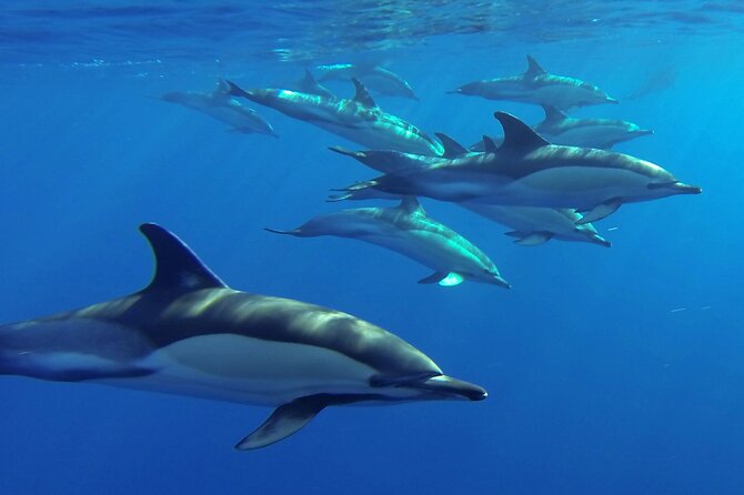 Whale and Dolphin Watching Tour from Funchal - The boat ride and what it feels like