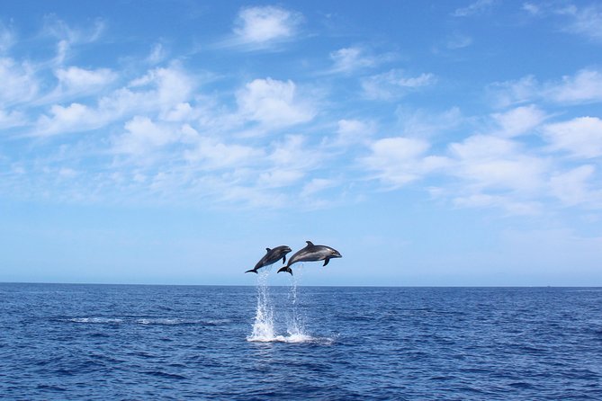 Whale and Dolphin Watching Tour in Madeira - Key points to know before booking