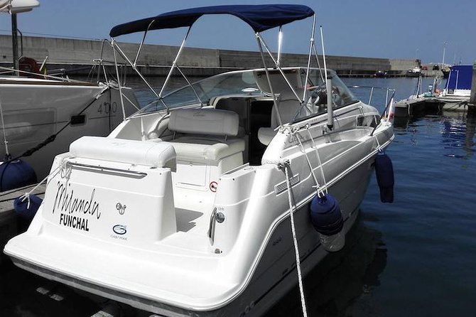 Whale and Dolphin Watching Tour in Madeira - Searching for dolphins and whales along the southwest coast