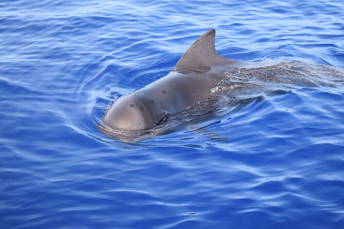 Whale and Dolphin Watching Tour in Madeira - The swimming stop near Madeira’s clear water