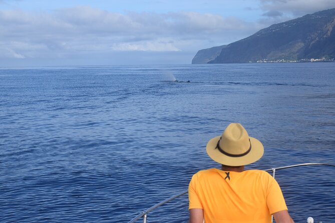Whale and Dolphin Watching Tour in Madeira - Timing choices and the special evening cruises