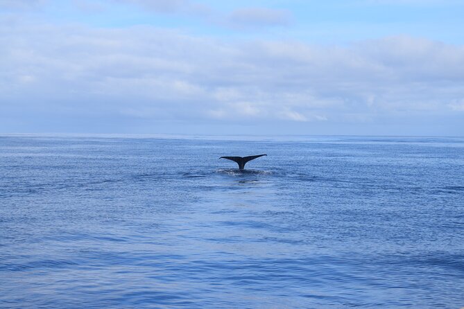 Whale and Dolphin Watching Tour in Madeira - What the price delivers at $83.44