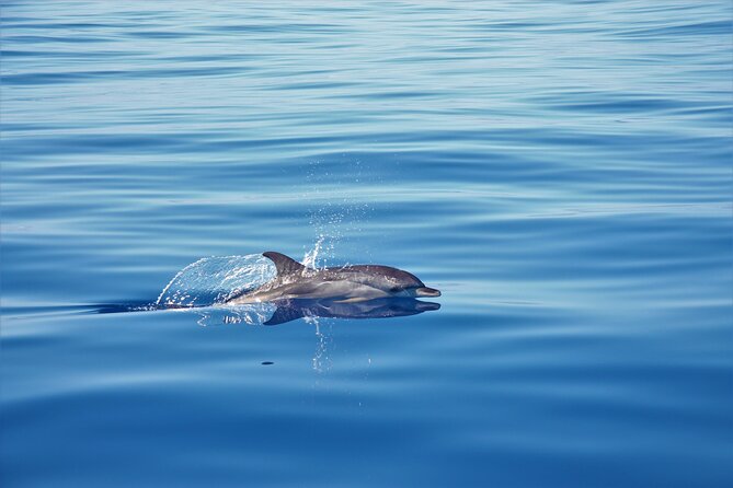 Whale and Dolphin Watching Tour in Madeira - A yacht ride with room to settle in