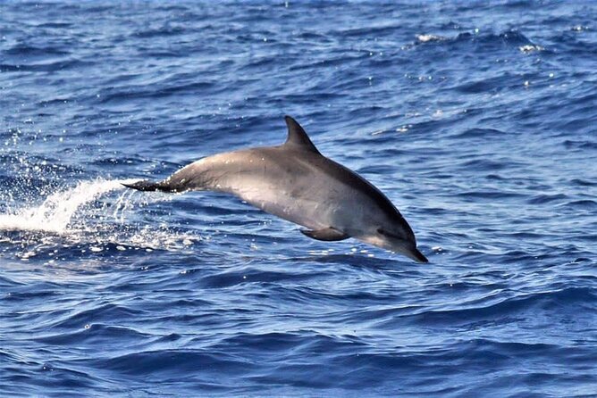 Whale & Dolphin Watching in Madeira - Setting out from Caniçal and the Hotel Marina Quinta do Lorde