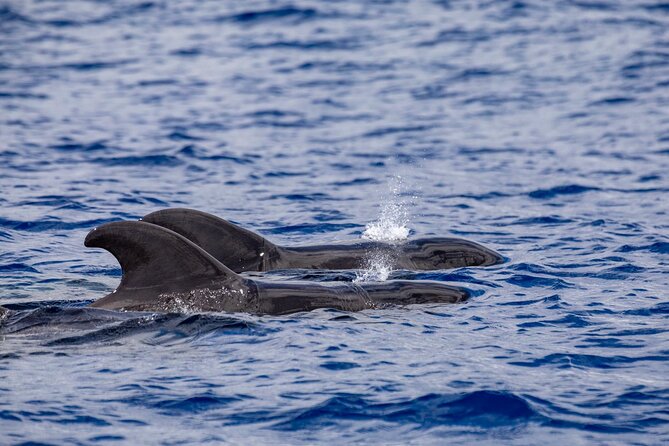 Whale & Dolphin Watching in Madeira - What the $59.89 price really includes