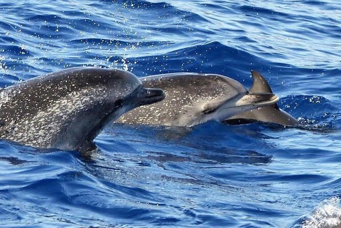 Whale & Dolphin Watching in Madeira - Who will enjoy this Madeira boat trip most