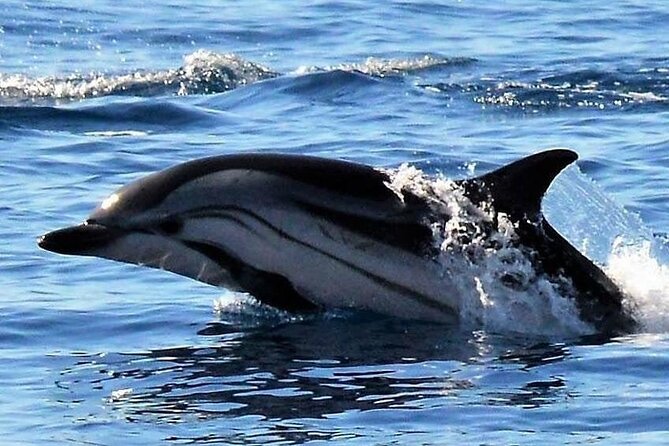 Whale & Dolphin Watching in Madeira - Booking, cancellation, and practical planning