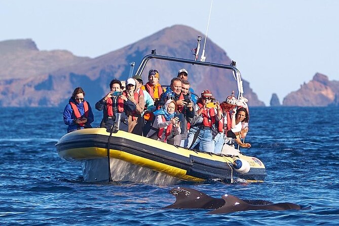 Whale & Dolphin Watching in Madeira - The search for whales and dolphins