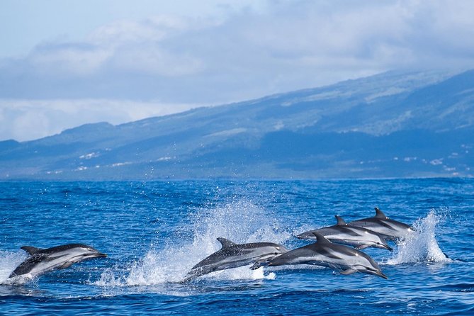 Whale Watching Tour + Vila Franca Islet: Full-day with lunch - Two São Miguel highlights in one long day