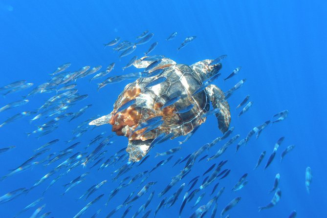 Whale Watching Tour + Vila Franca Islet: Full-day with lunch - What the strongest days can deliver