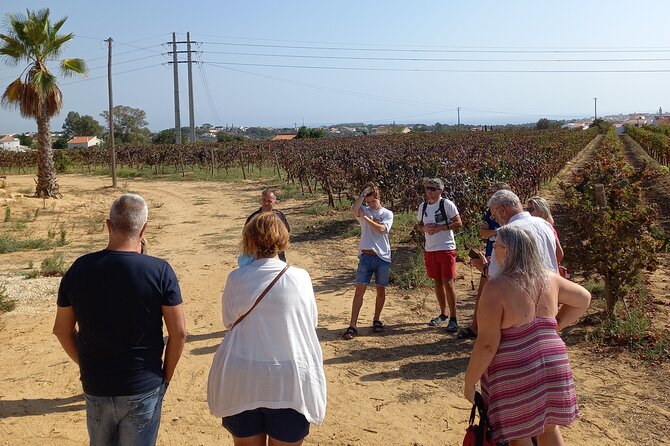 Wine Lovers: Winery Tour w/ Tasting & Tapas (Albufeira/Vilamoura) - What the three-hour outing is really like